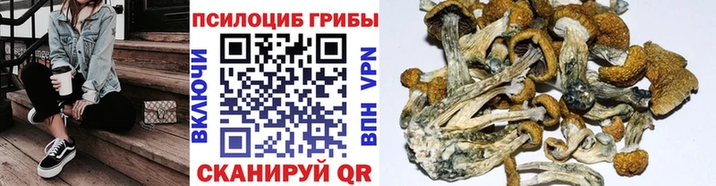 Псилоцибиновые грибы Psilocybe  Камышин 